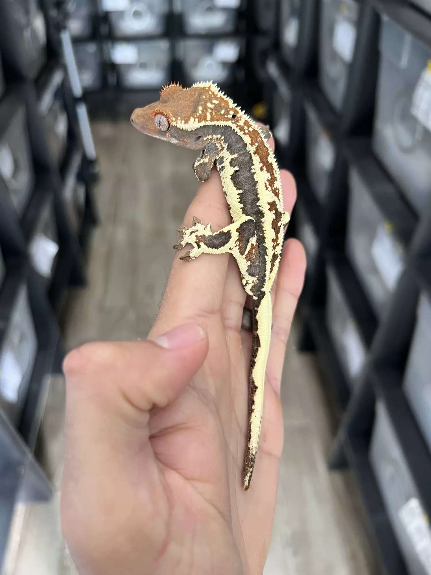 plant/Frappuccino Male (Dunkin offspring)-0