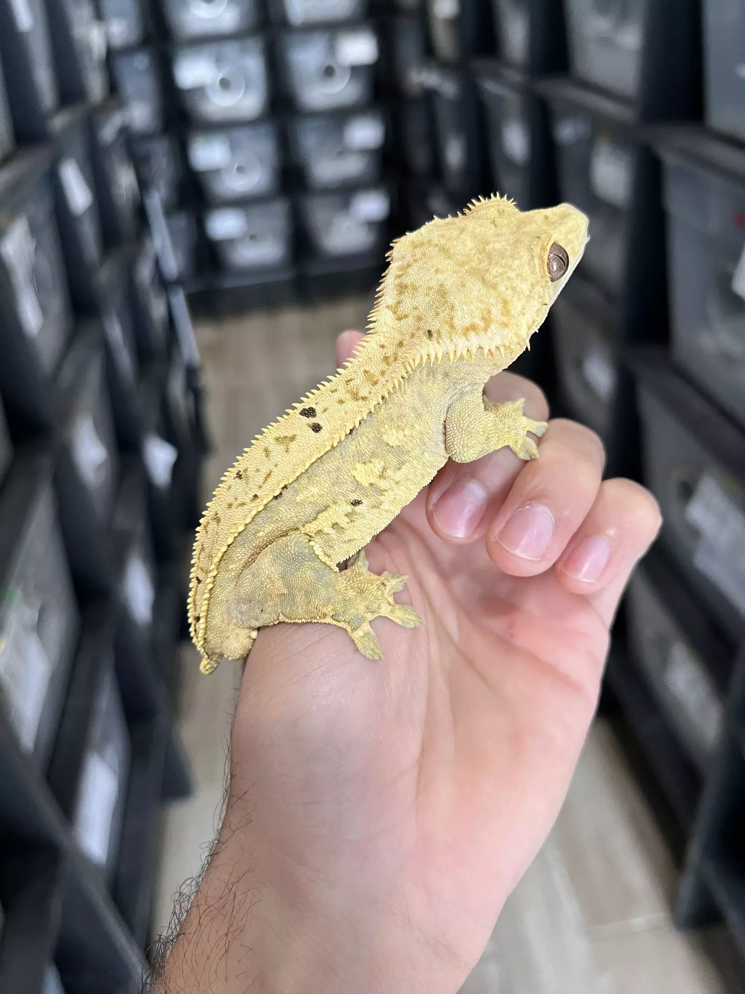 plant/Hypo Yellow Quadstripe Male (Majin Buu son)-0