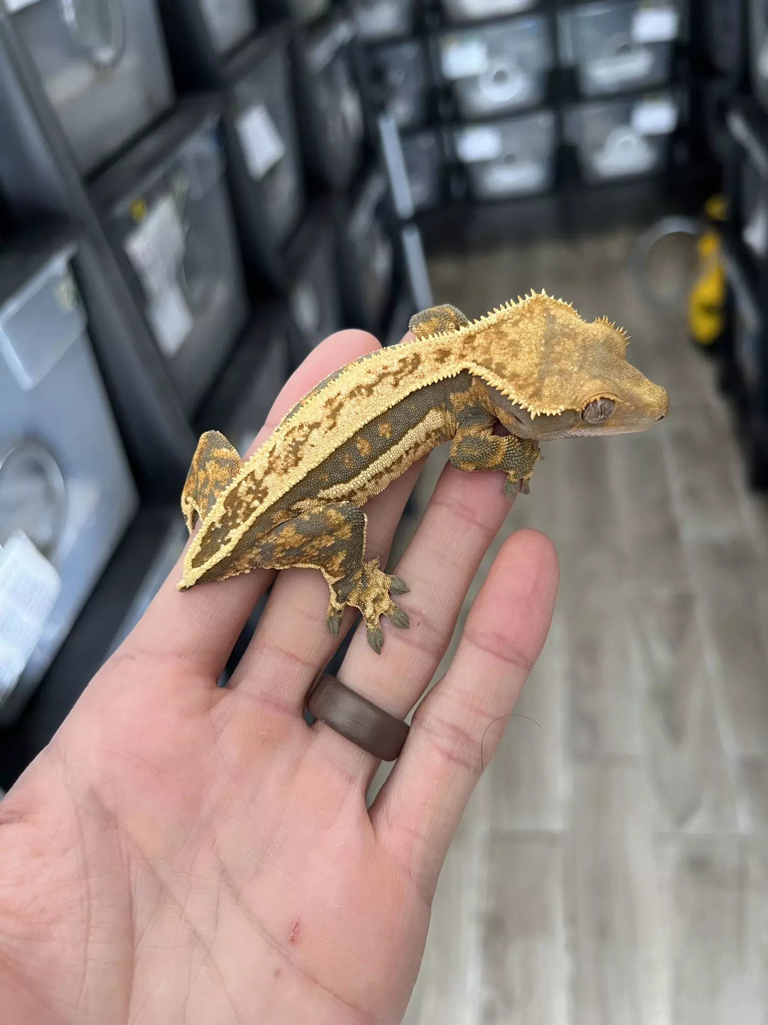 plant/Perfect Quadstripe Female-1