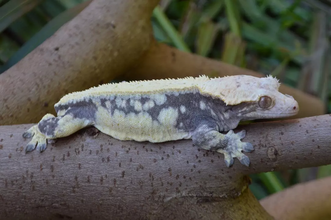 plant/Lavander Whitewall Drippy Pinstripe Male-4