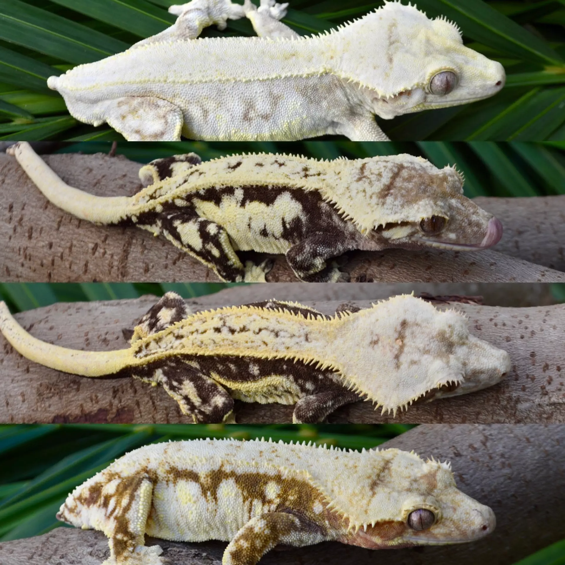 plant/Creamsicle Lilly White Female-3