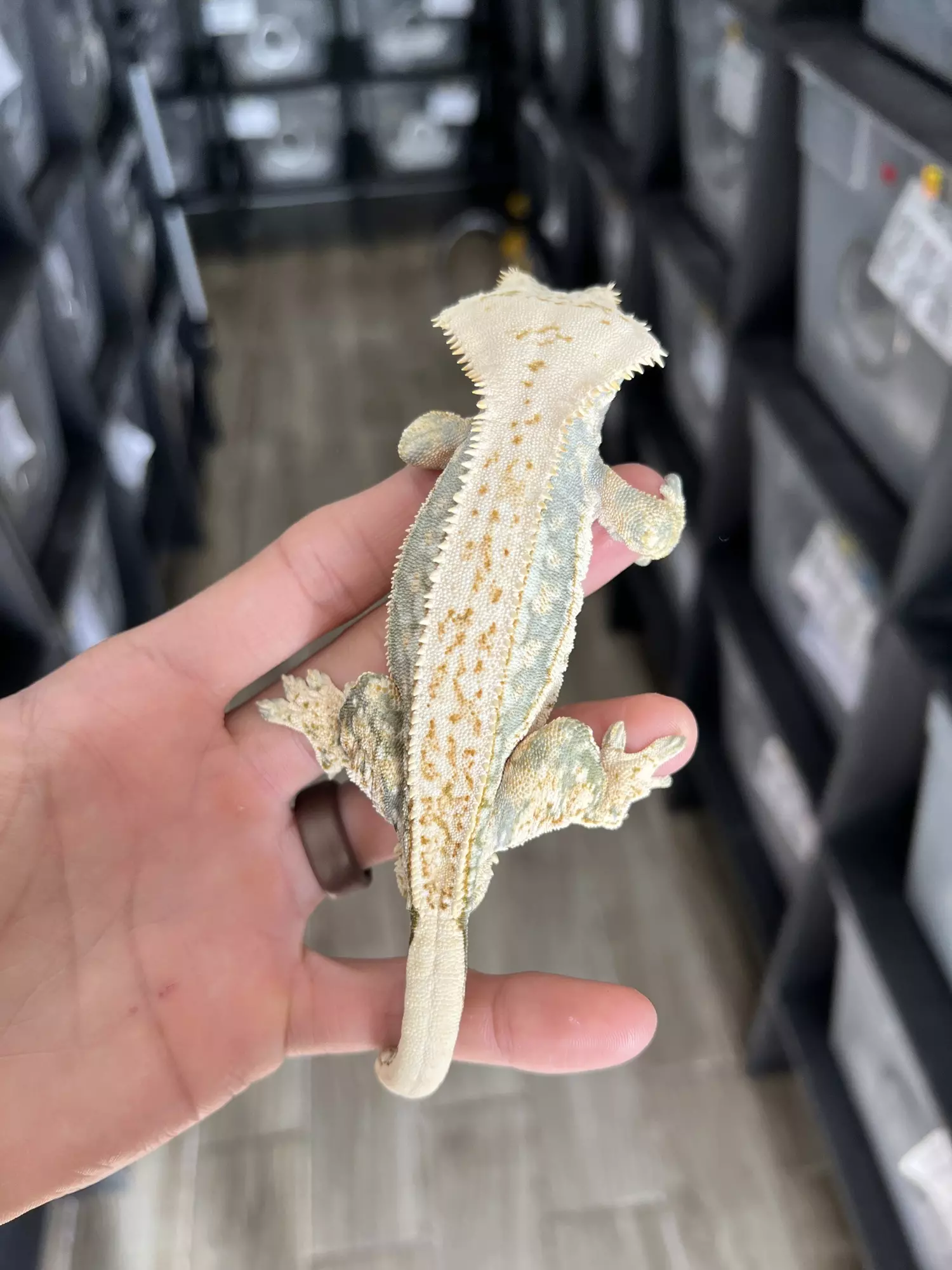 plant/Lavander Whitewall Drippy Pinstripe Male-1