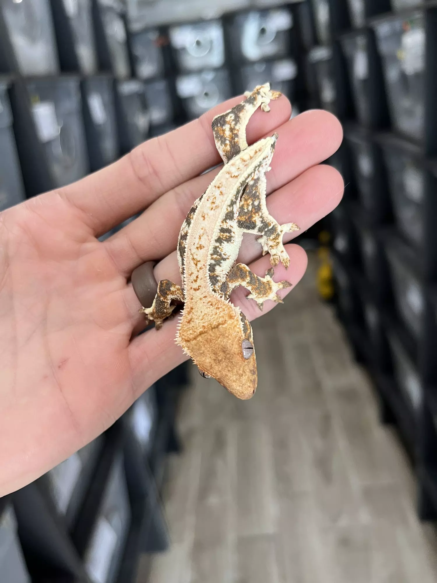 plant/Tricolor Lilly White Male (great lineage)-0