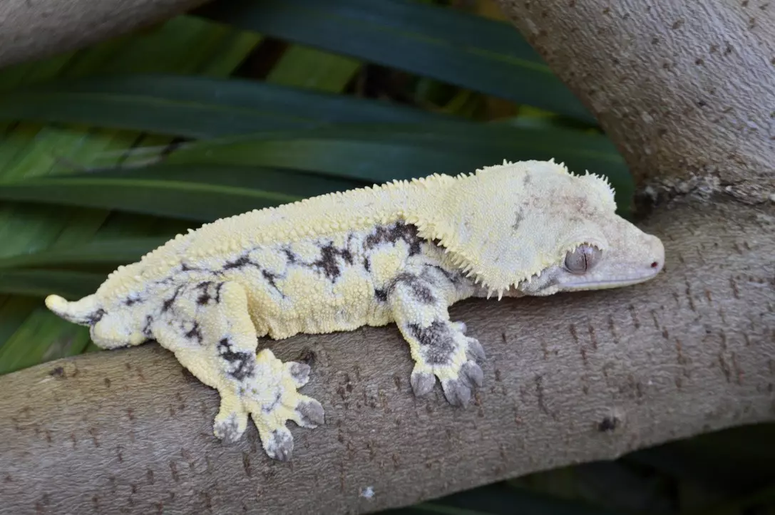 plant/Tricolor Pinstripe male (great lineage)-4