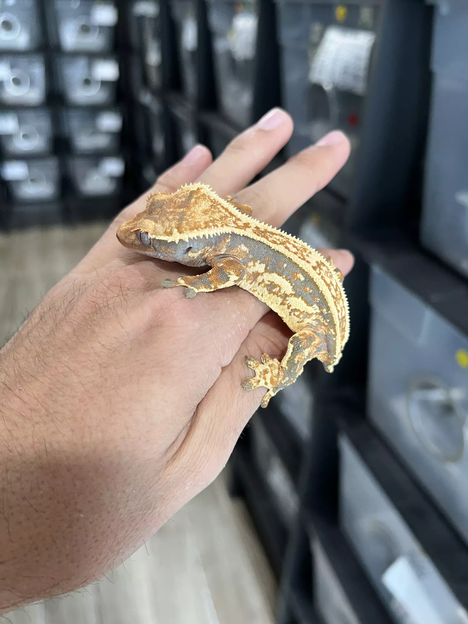 plant/Tricolor Pinstripe Female-4