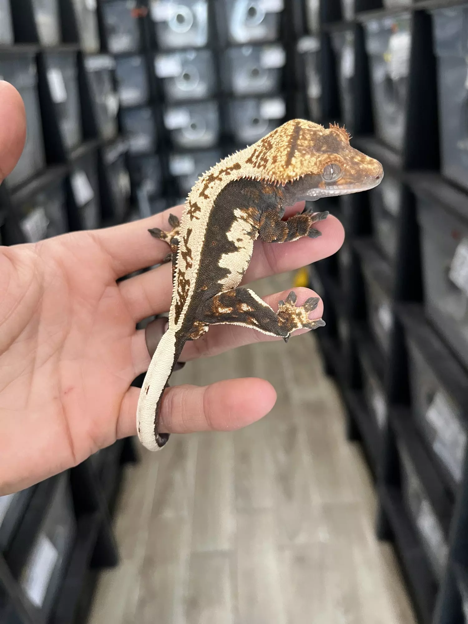 plant/Dark & Cream Whitewall Pinstripe Male-0