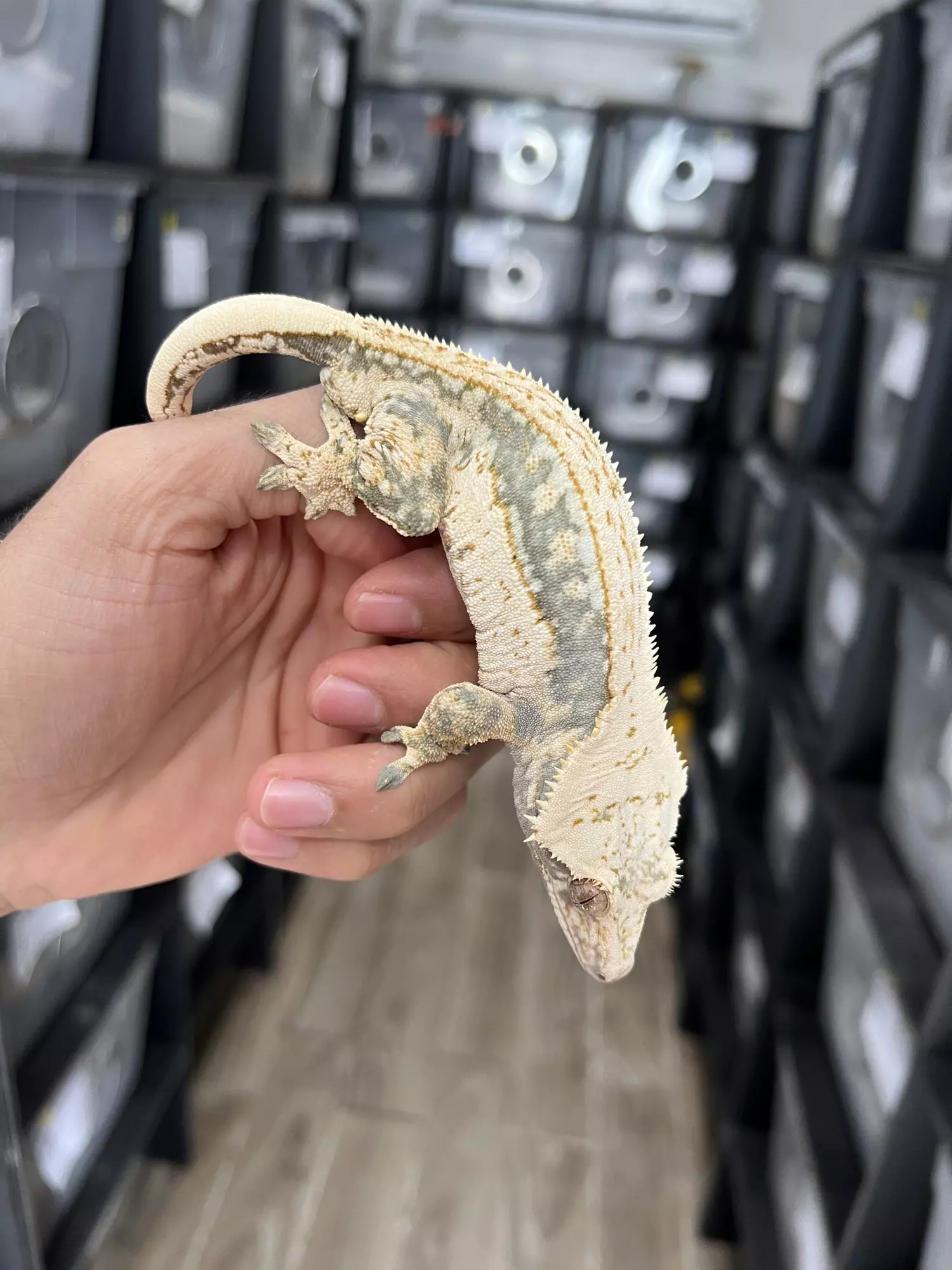 plant/Lavander Whitewall Drippy Pinstripe Male-0