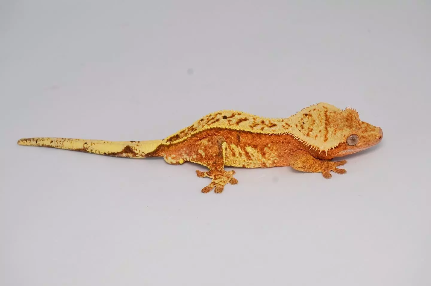 plant/“Tang” Unique Hypo Male-3