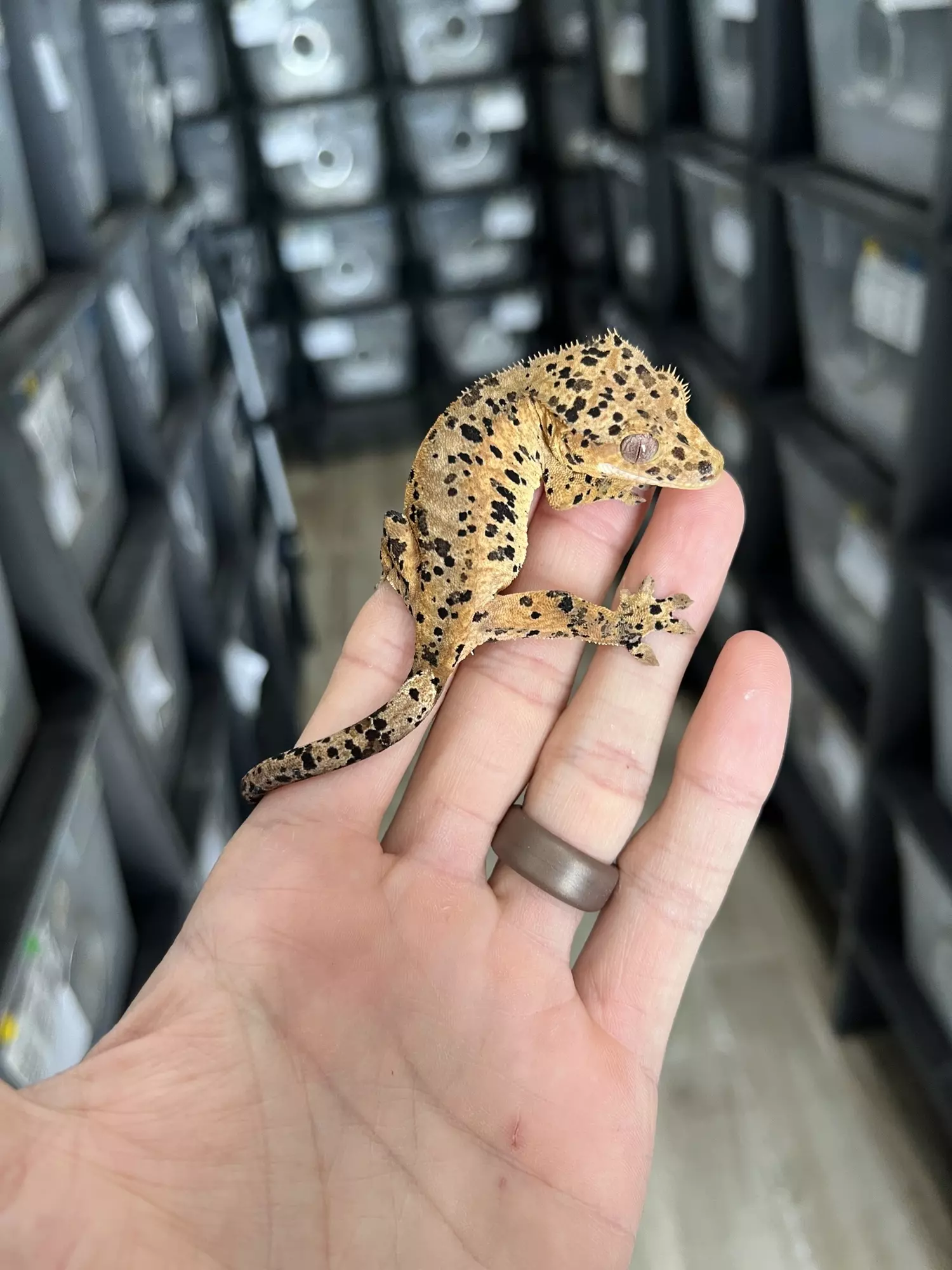 plant/Super Dalmatian Female-0