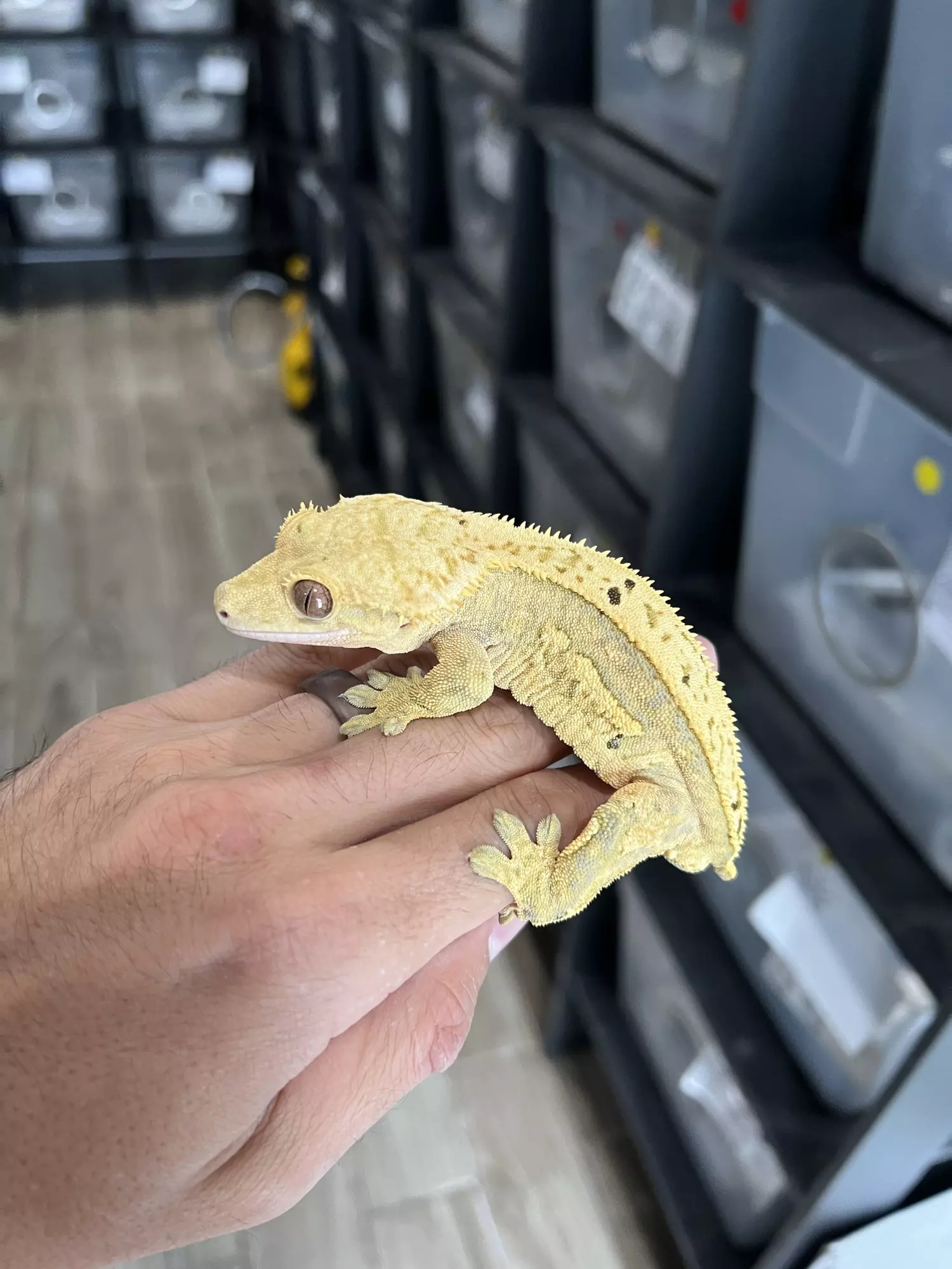 plant/Hypo Yellow Quadstripe Male (Majin Buu son)-1