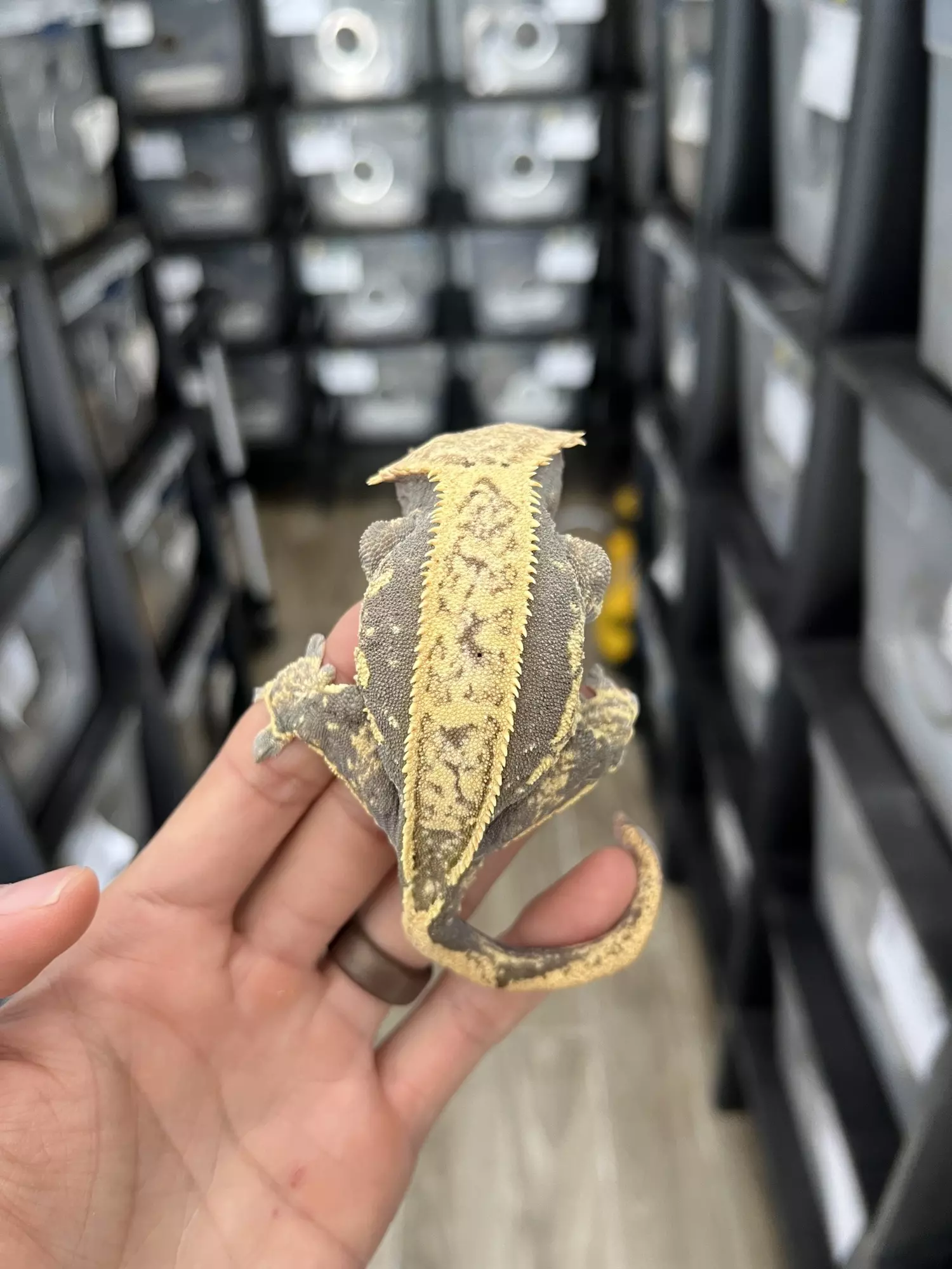 plant/Tangerine Line Pinstripe (Pos Gravid)-1