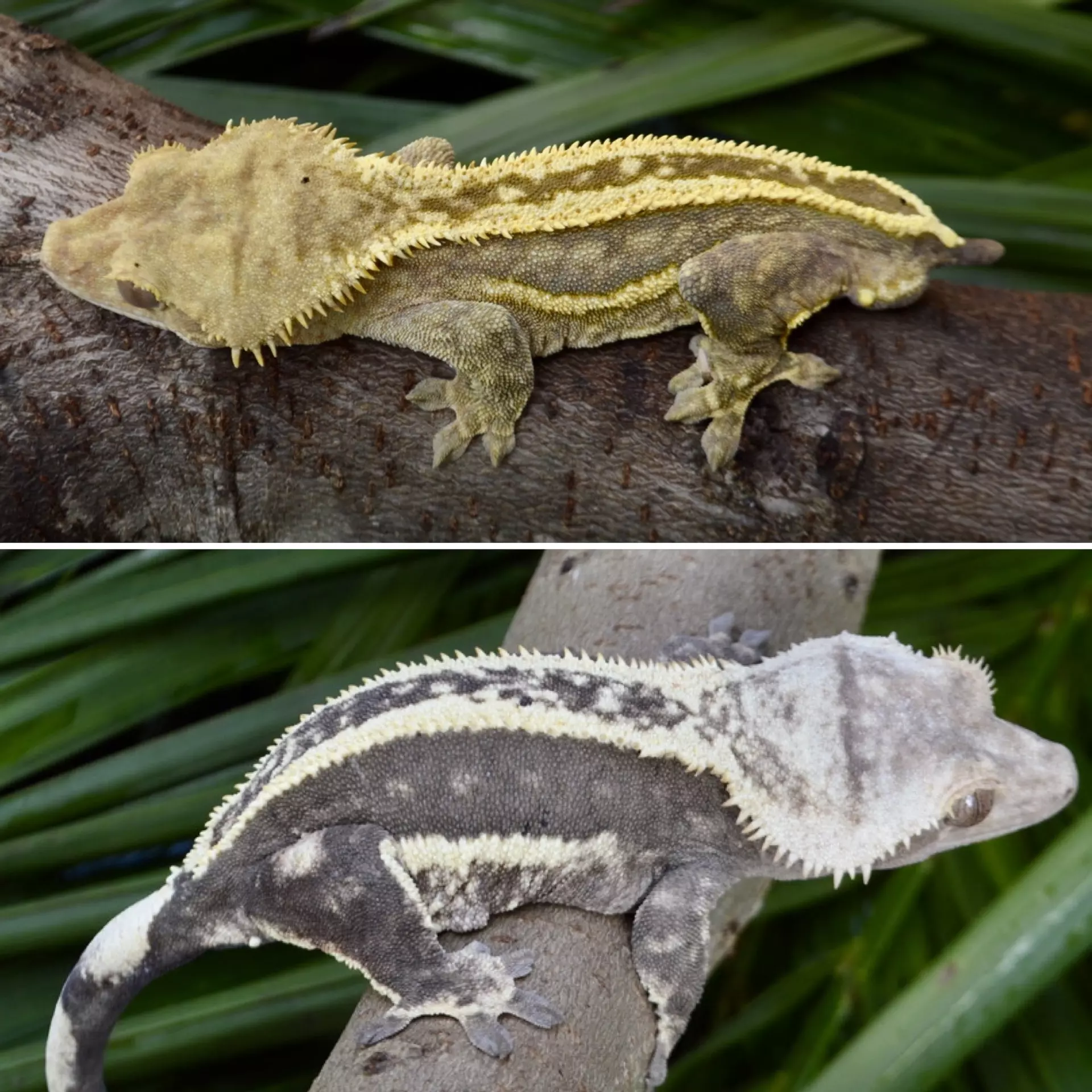 plant/Dirty Yellow Emptyback Pinstripe Male-2