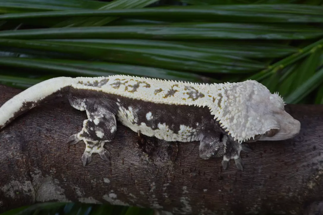 plant/Dark & Cream Whitewall Pinstripe Male-3