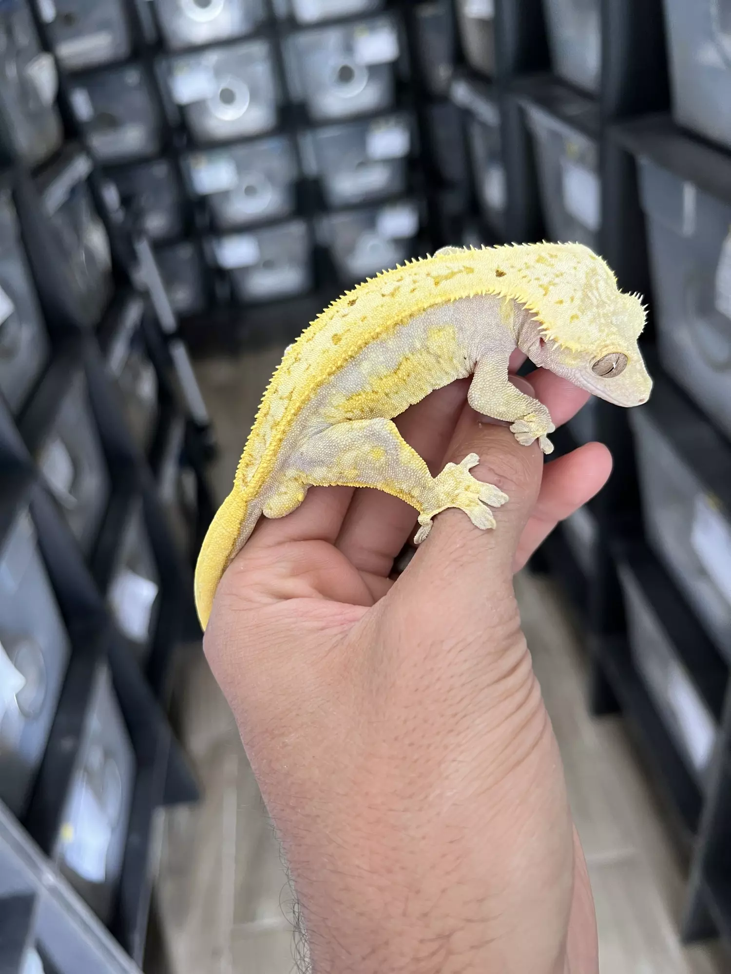 plant/Hypo Yellow Quadstripe Male (Majin Buu son)-4