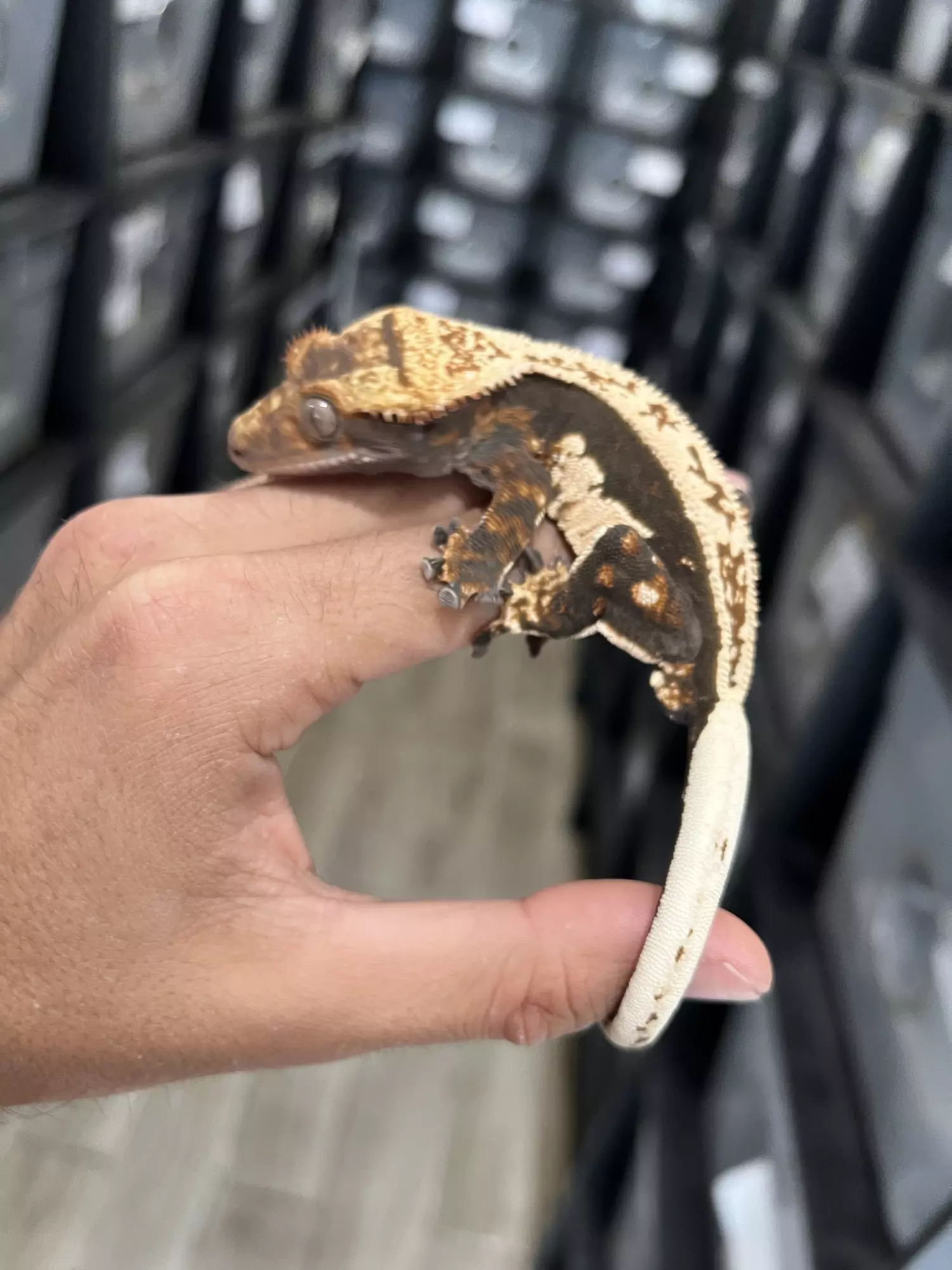 plant/Dark & Cream Whitewall Pinstripe Male-1