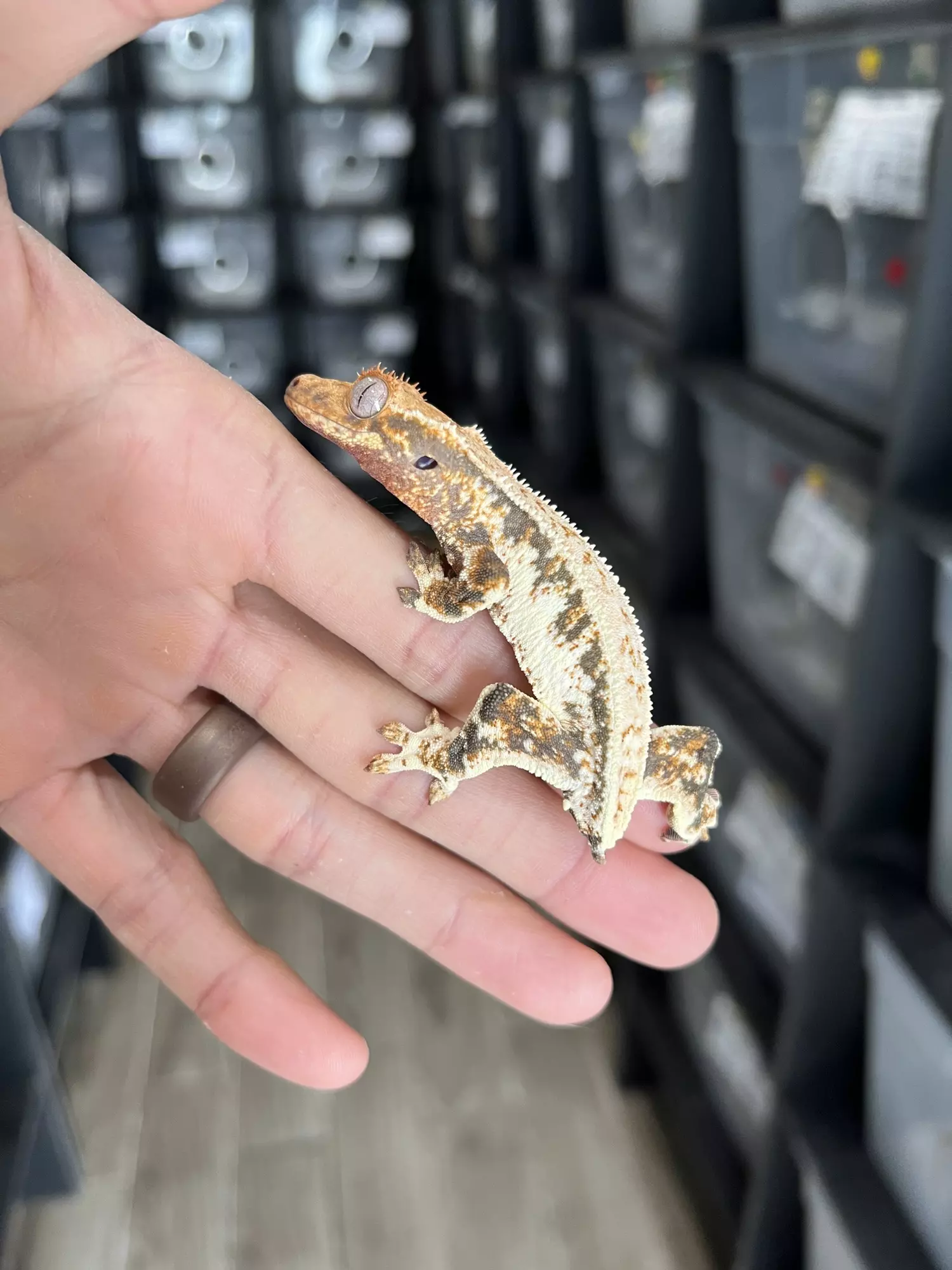 plant/Tricolor Lilly White Male (great lineage)-1