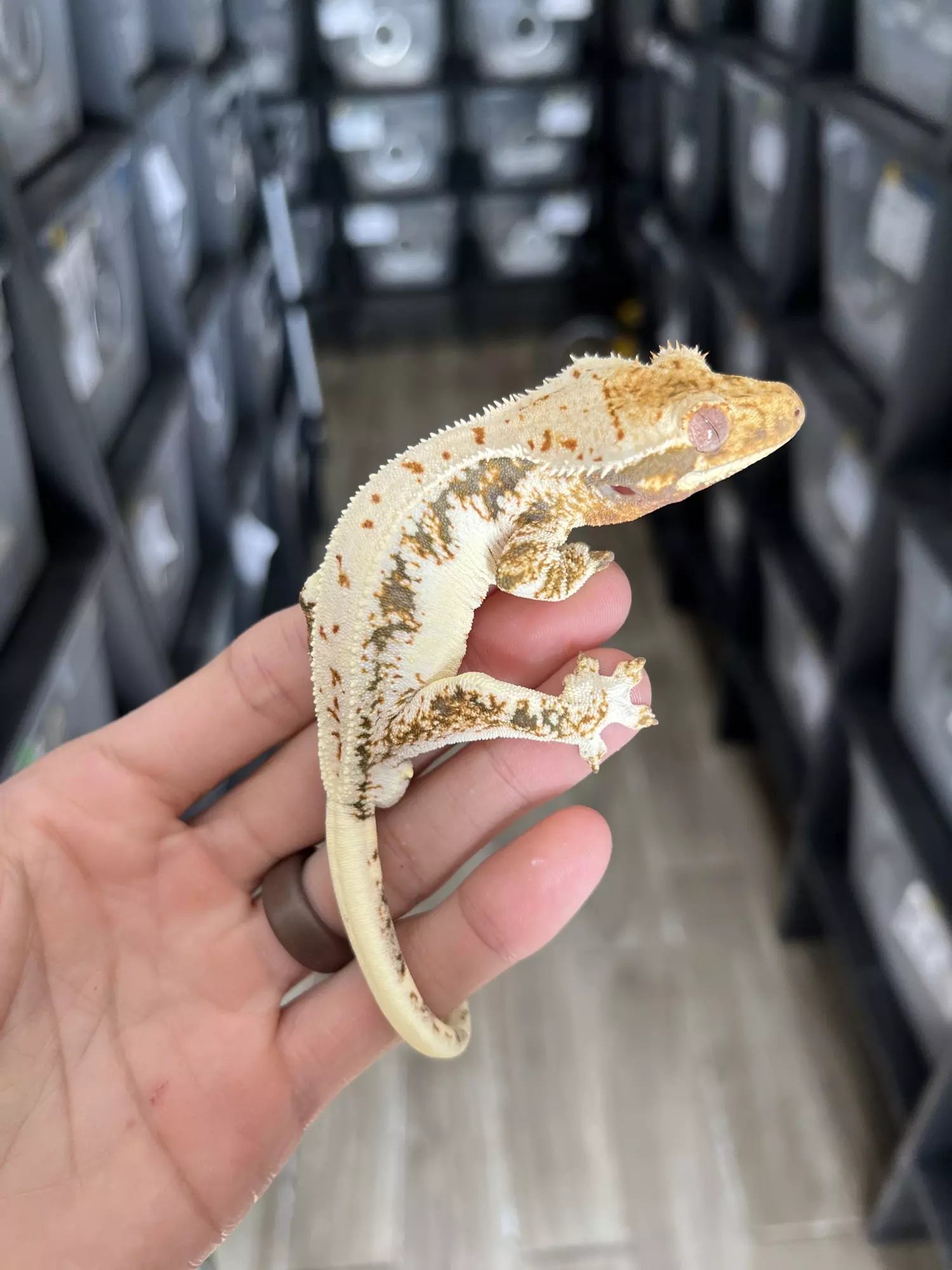 plant/Bright White Harlequin Lilly White Male-1