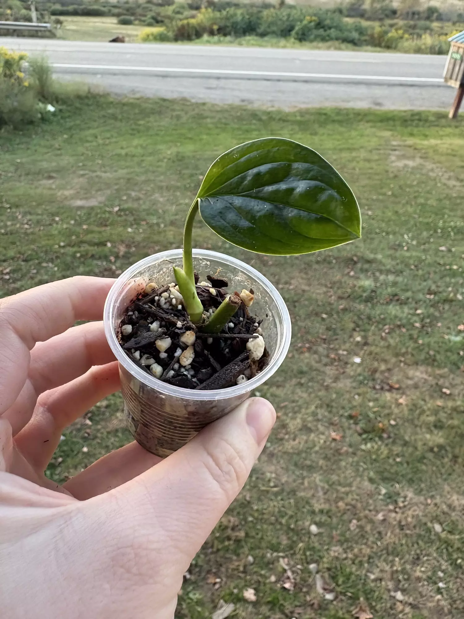 plant/Monstera Pinnatipartita-0