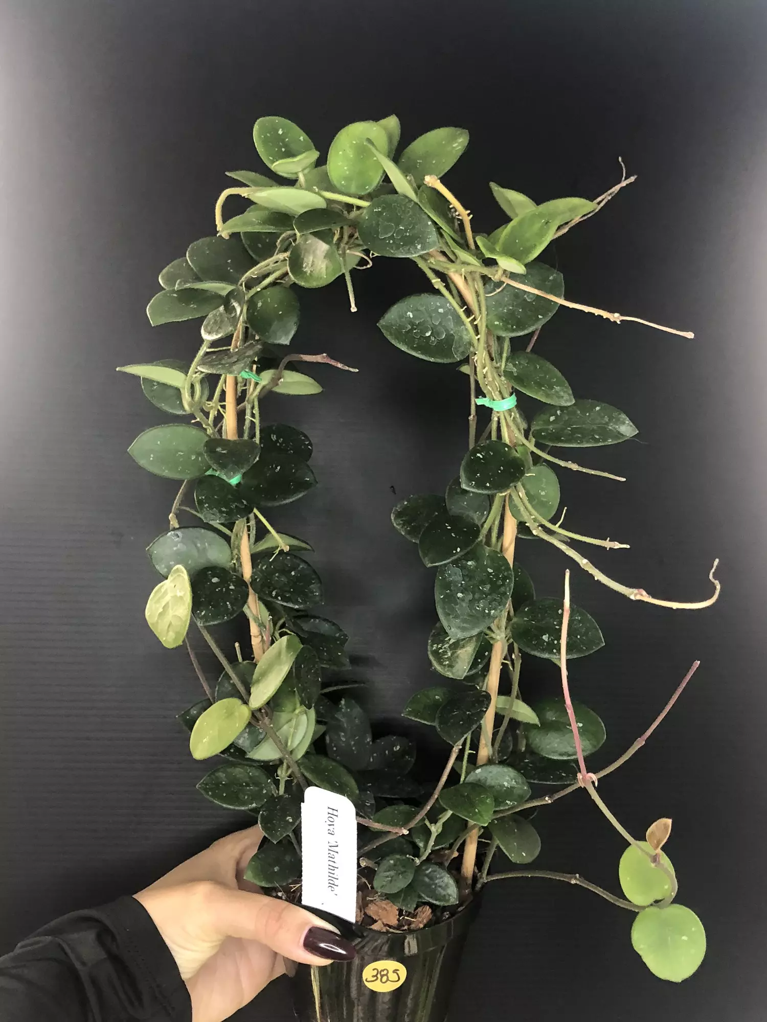 plant/385 Hoya Mathilde-0