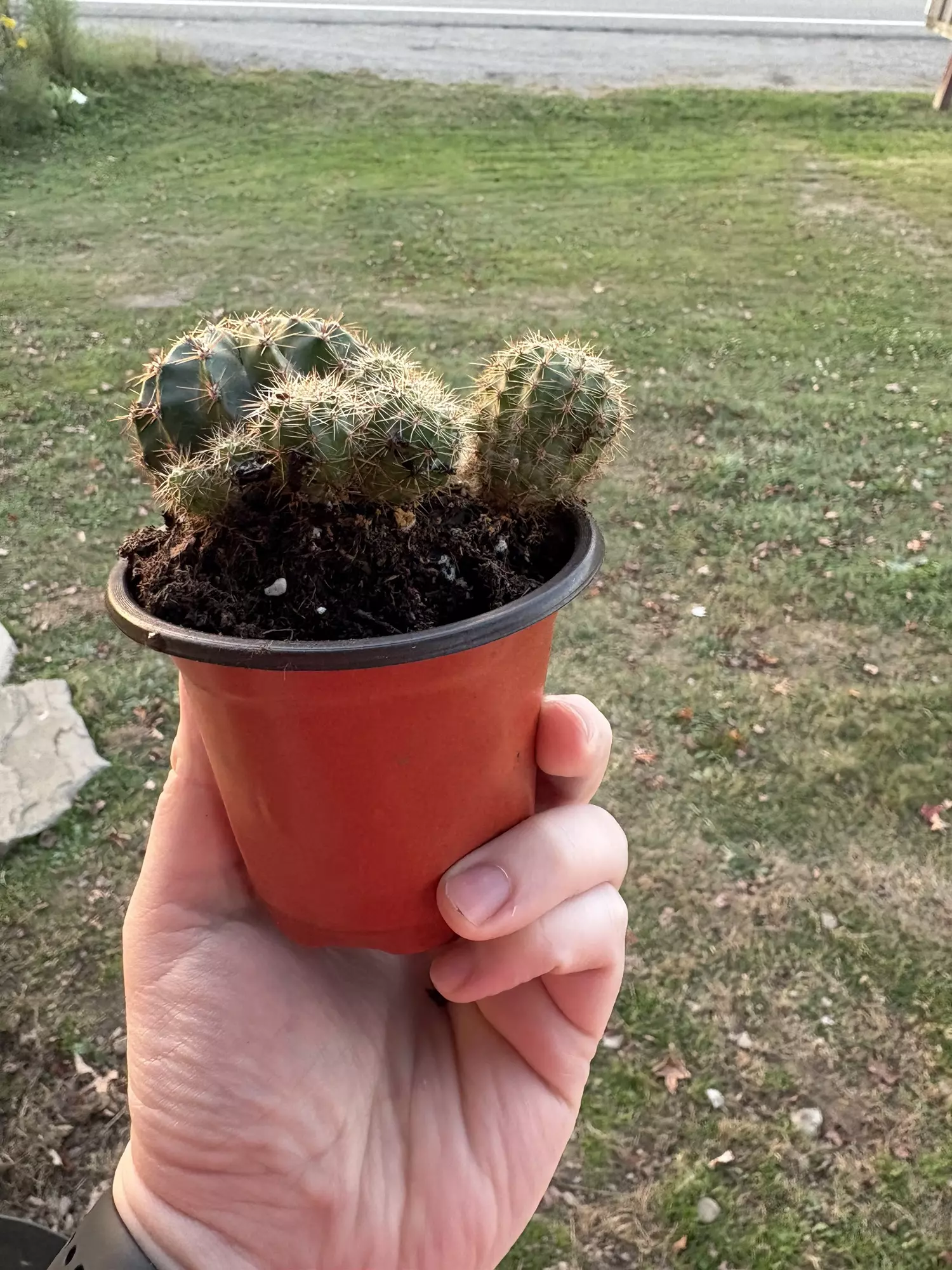 plant/Cactus B-2