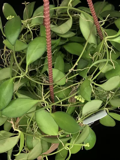 plant/387 Hoya cv Noona (Yellow Flowers-Flowering)-2-thumbnail