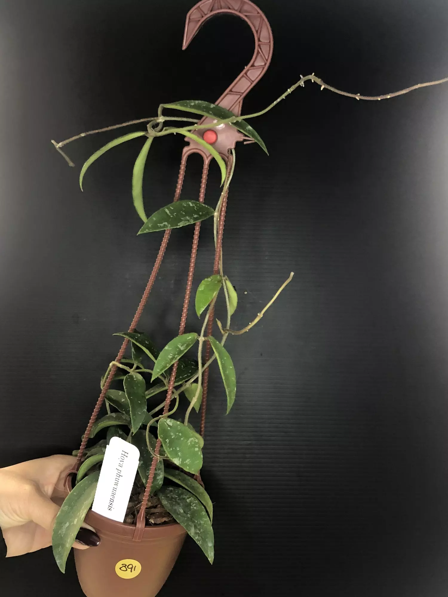 plant/391 Hoya Phywuaensis (peduncle)-0