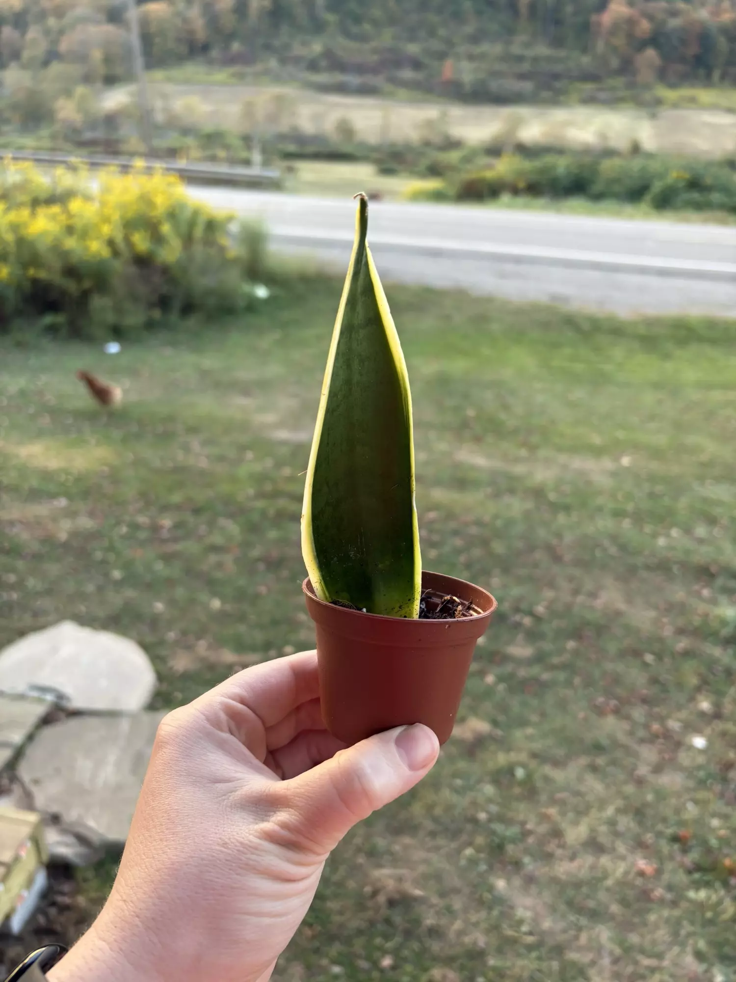 plant/Snake Plant-0