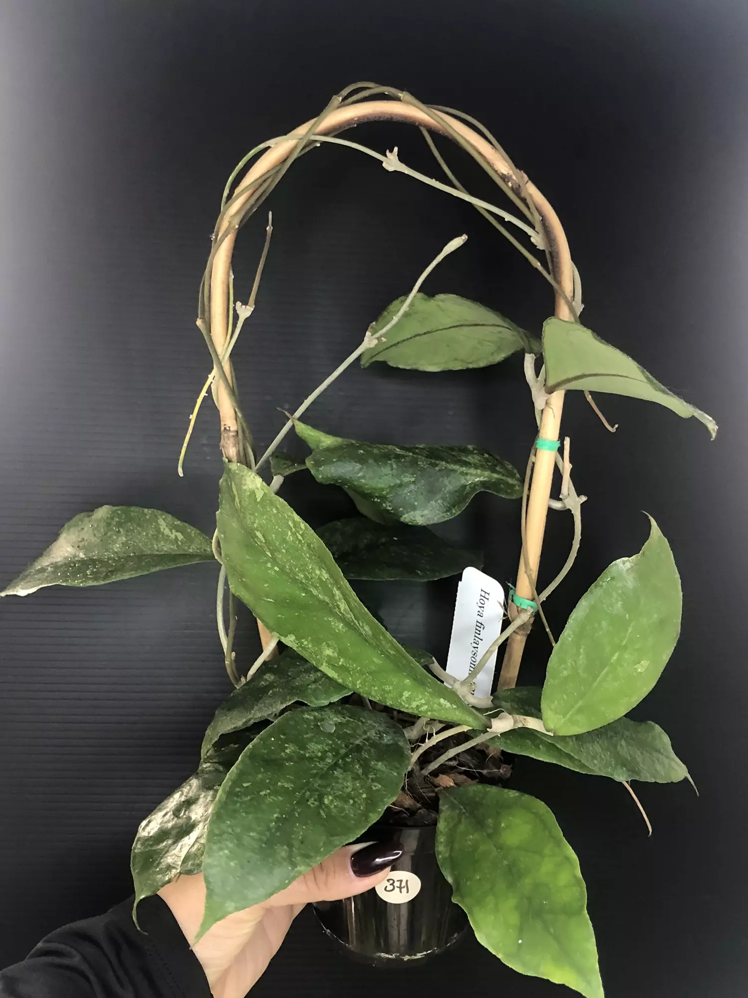 plant/371 Hoya Finlaysonii ‘Chicken Farm’-0