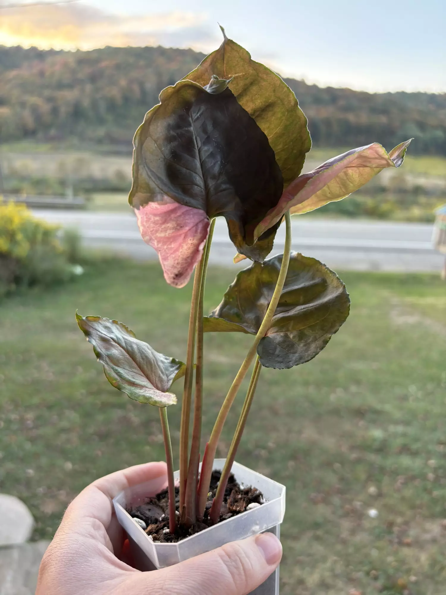 plant/Syngonium Strawberry Ice-0