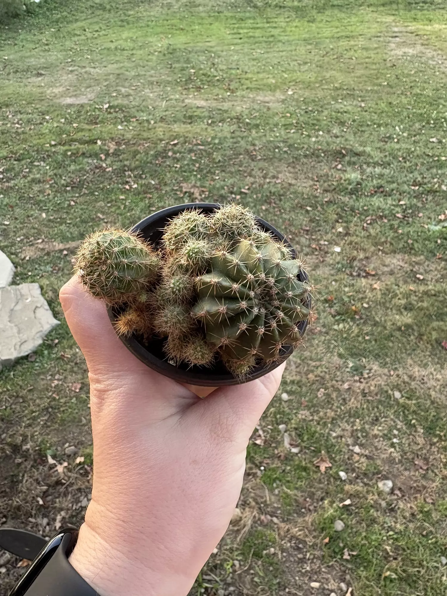 plant/Cactus B-0