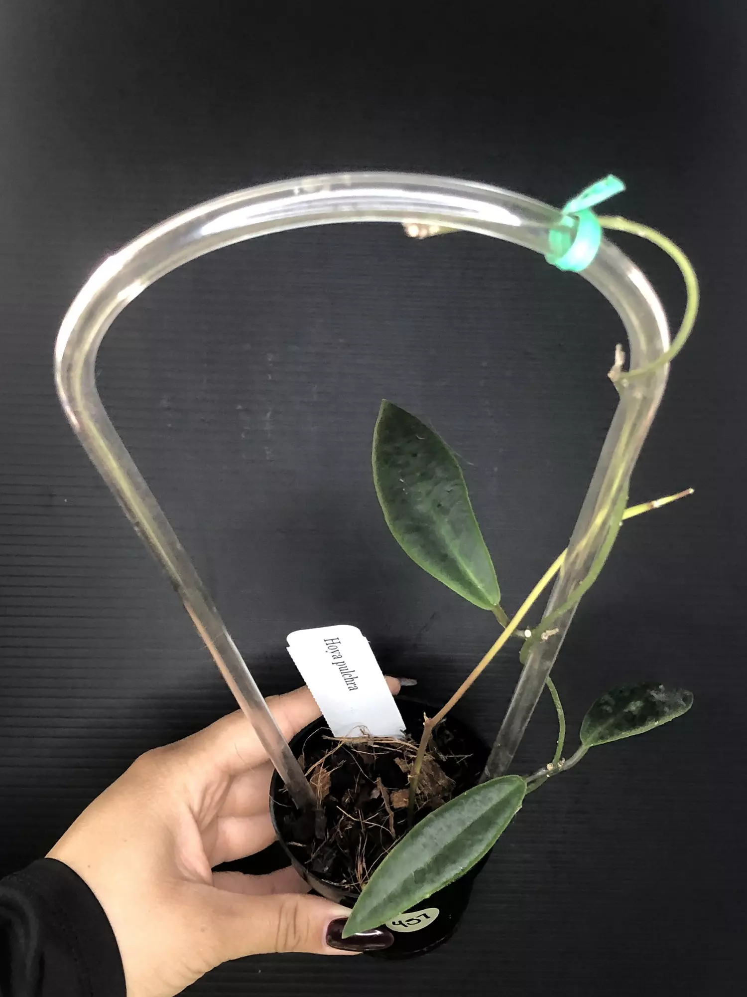 plant/457 Hoya Pulchra-1