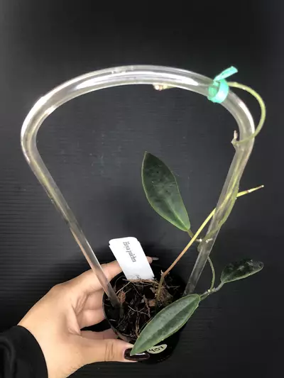 plant/457 Hoya Pulchra-1-thumbnail