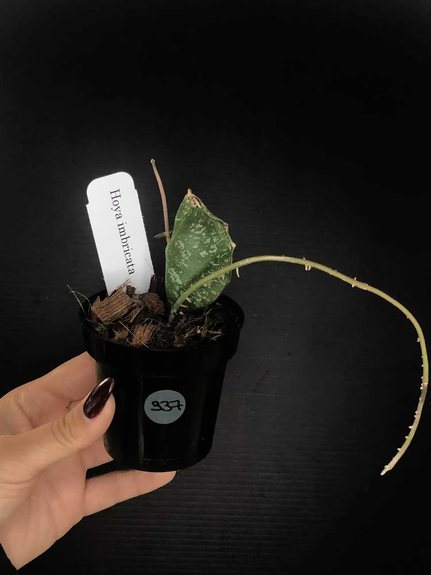 plant/337 Hoya Imbricata-0