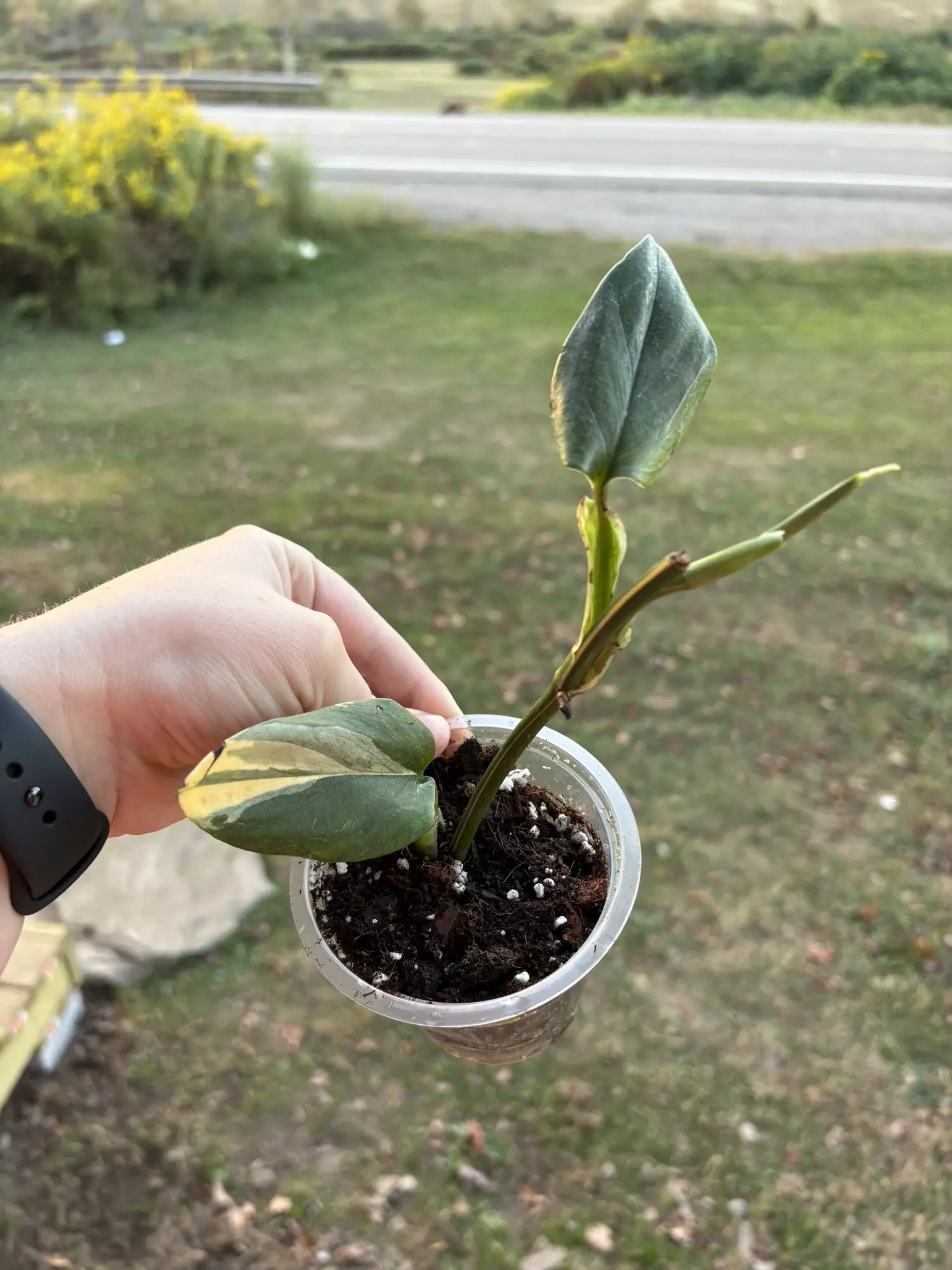 plant/Monstera standleyana-0