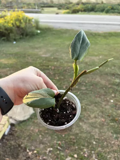 plant/Monstera standleyana-0-thumbnail