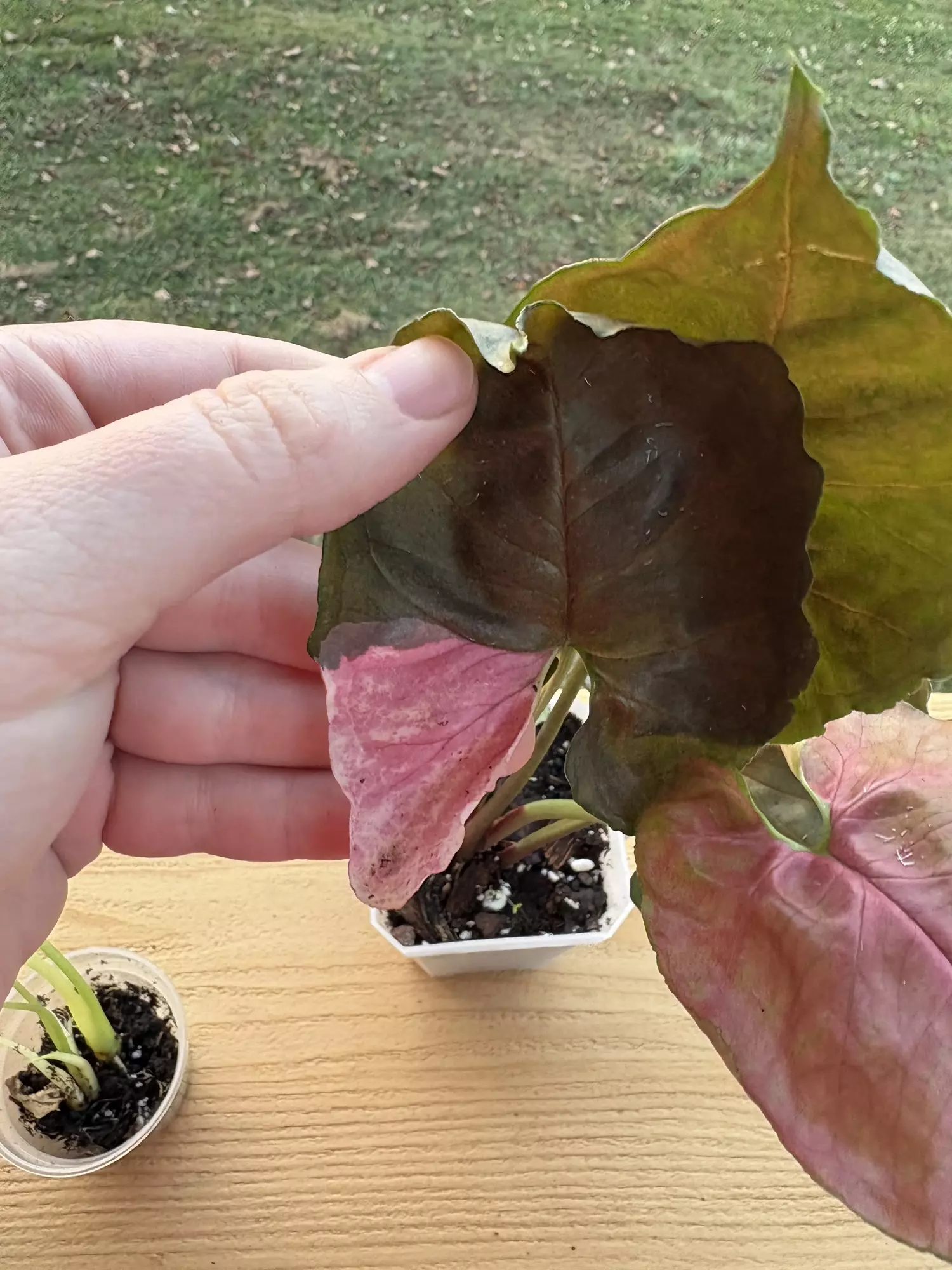 plant/Syngonium Strawberry Ice-2