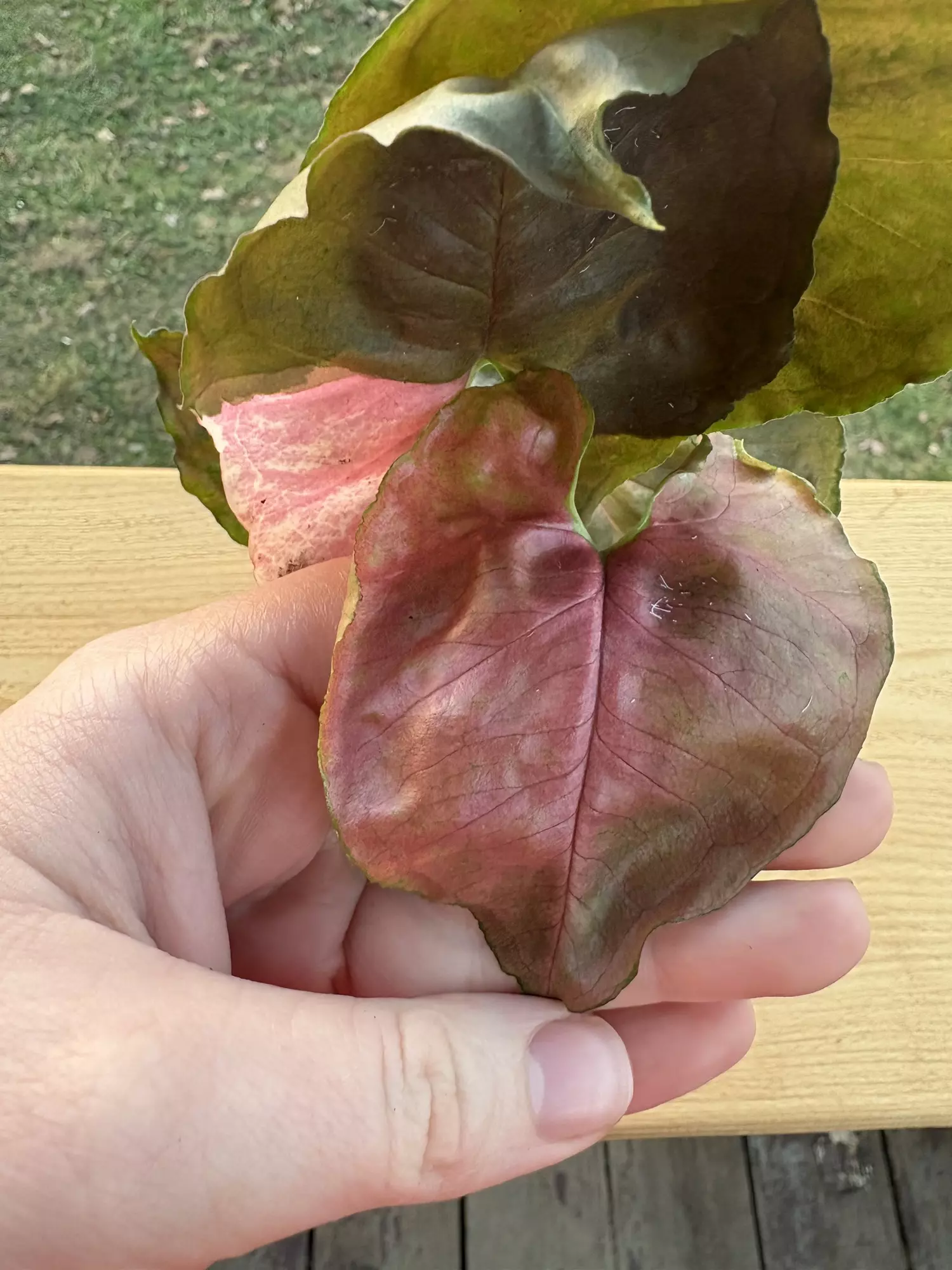 plant/Syngonium Strawberry Ice-1