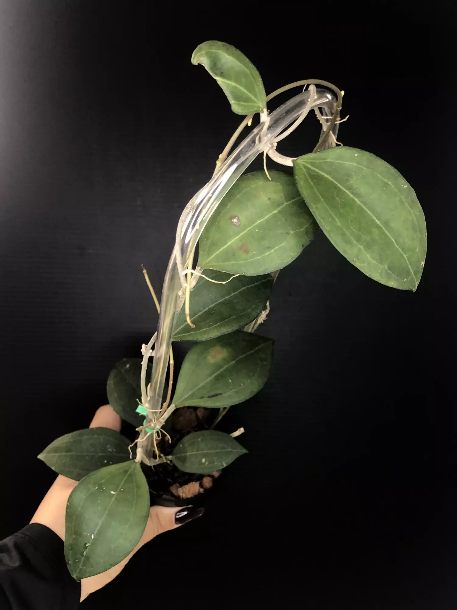 plant/493 Hoya paulshirleyi-0