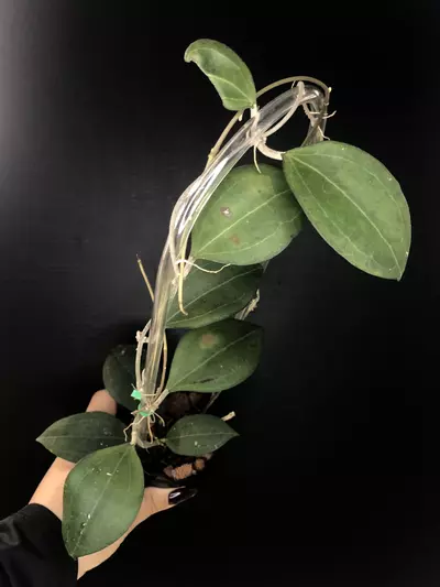 plant/493 Hoya paulshirleyi-0-thumbnail