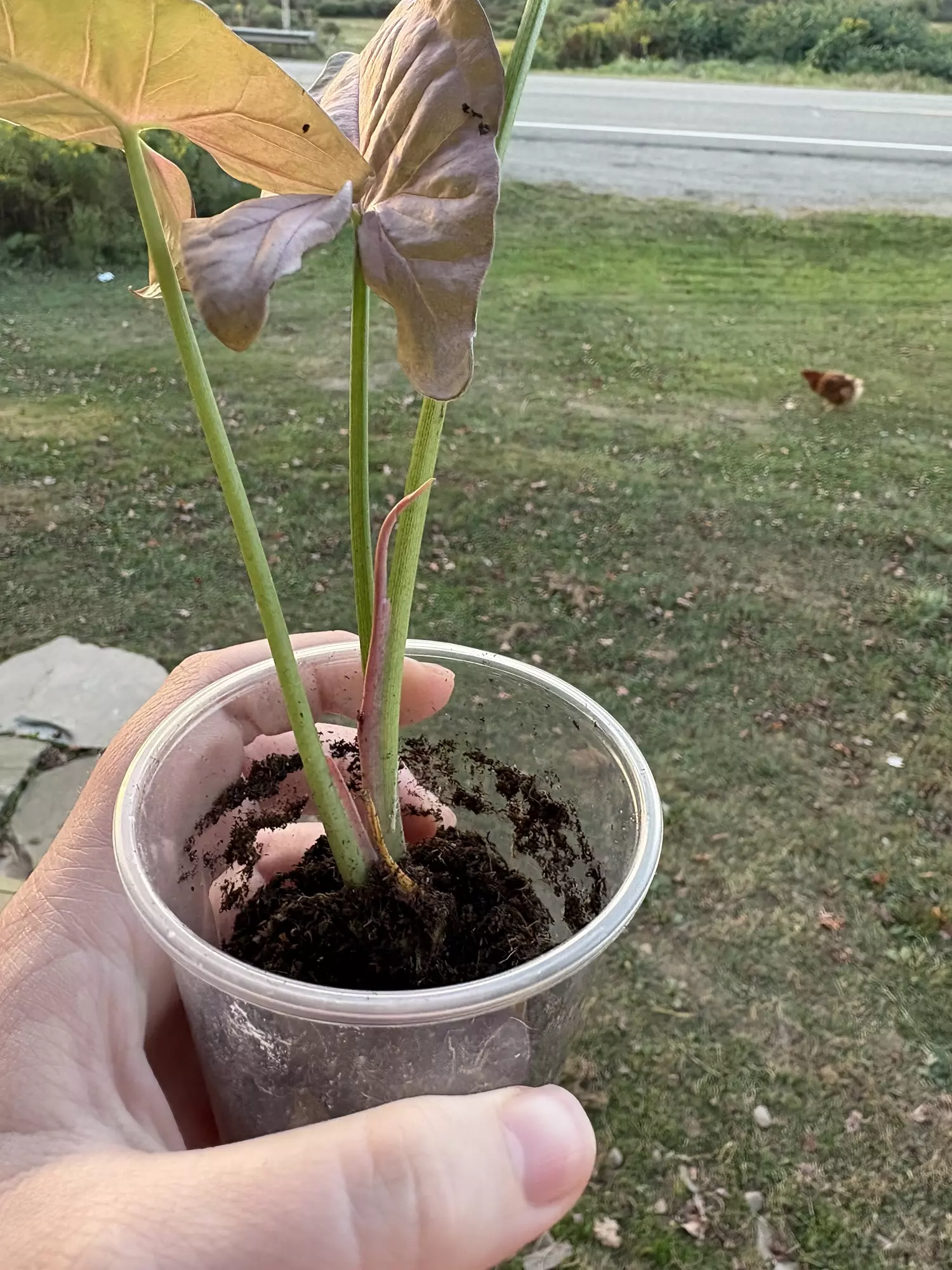 plant/Syngonium Neon-2