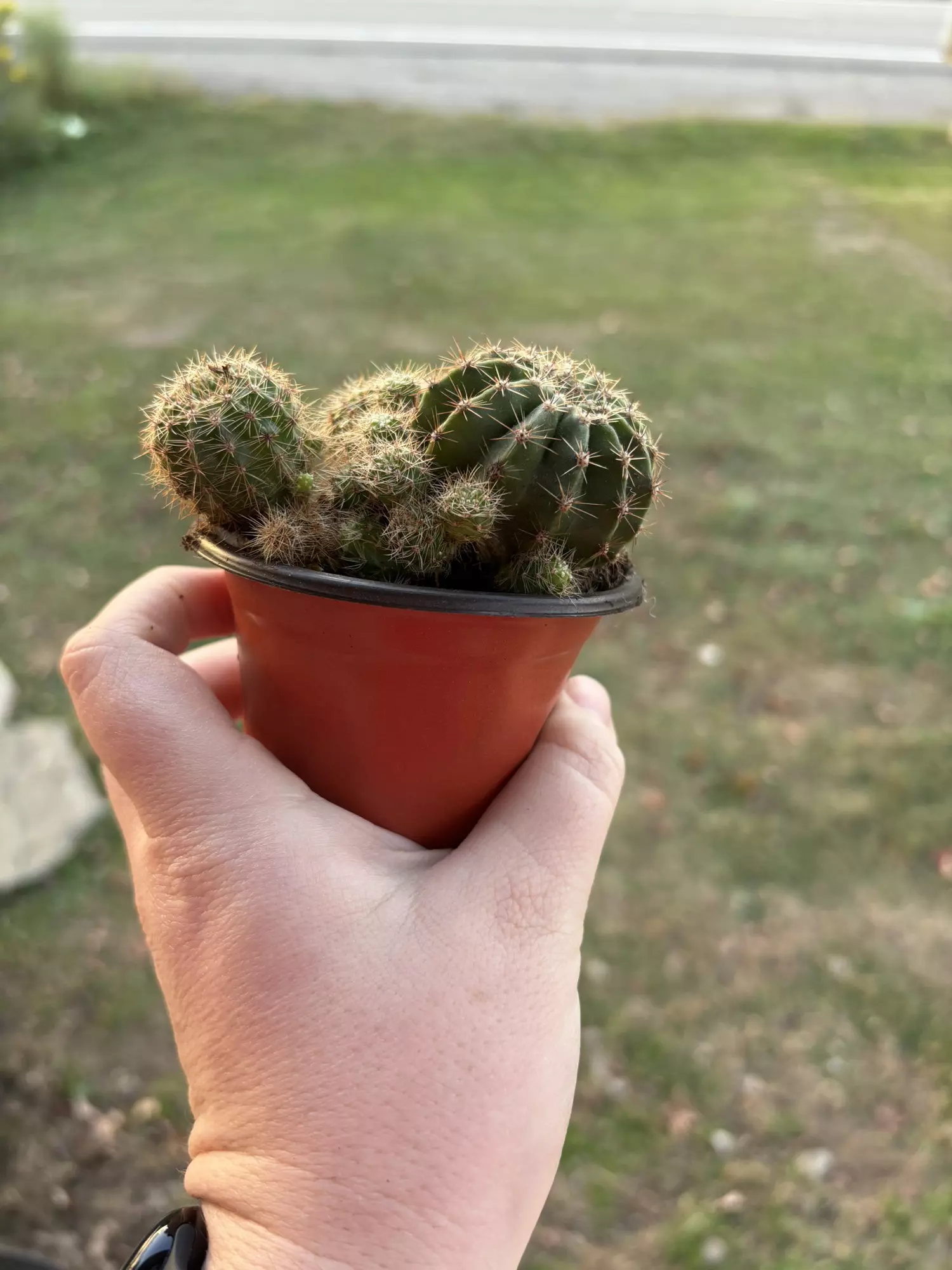 plant/Cactus B-1