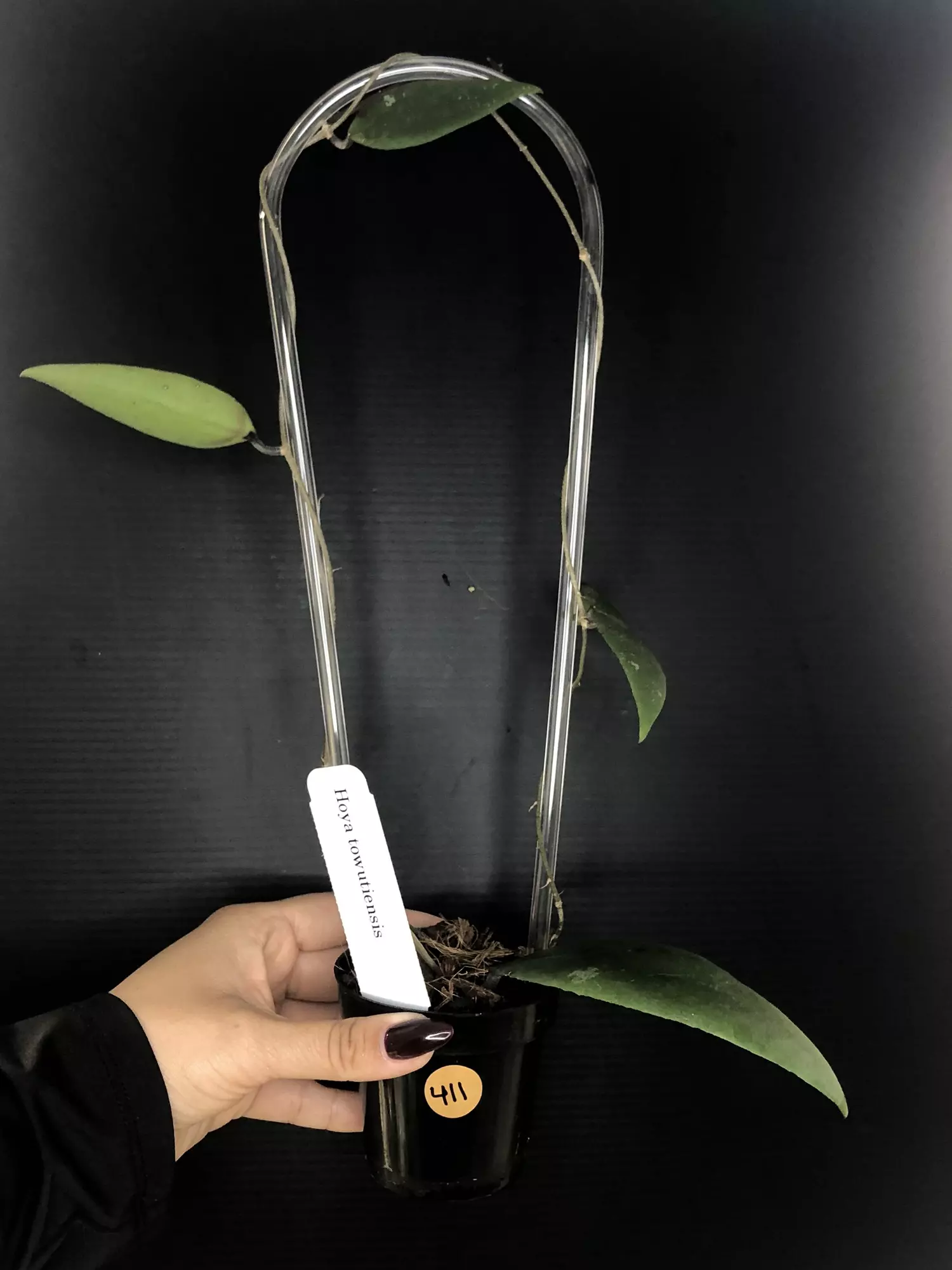 plant/411 Hoya Towutiensis-0