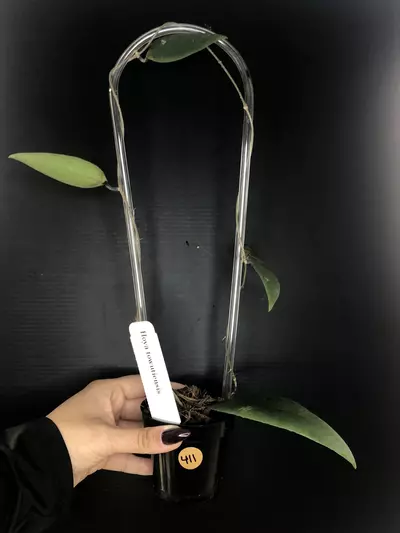 plant/411 Hoya Towutiensis-0-thumbnail