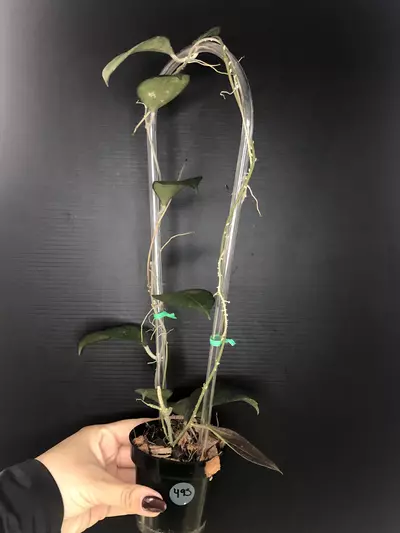 plant/493 Hoya paulshirleyi-1-thumbnail