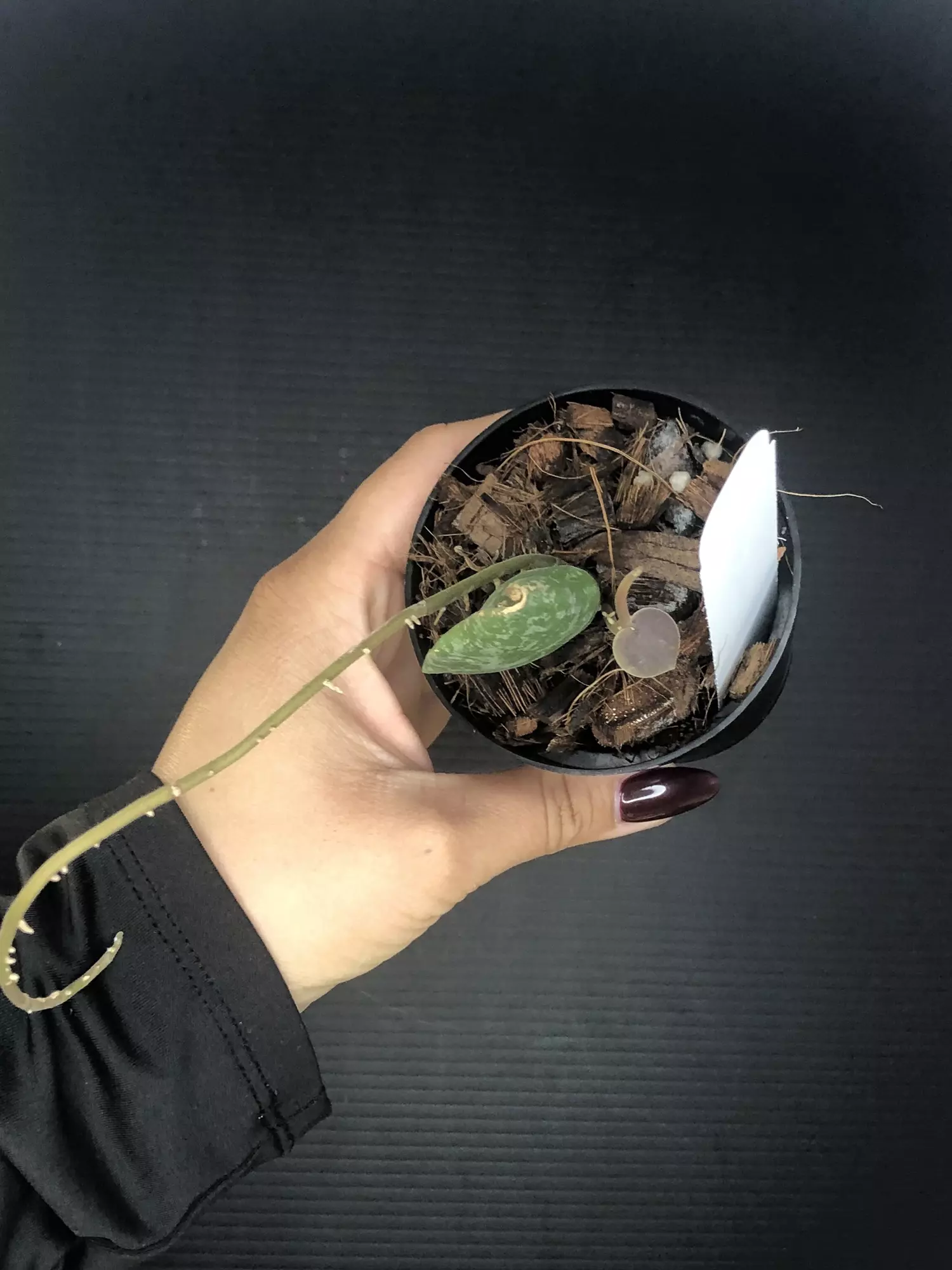 plant/337 Hoya Imbricata-1