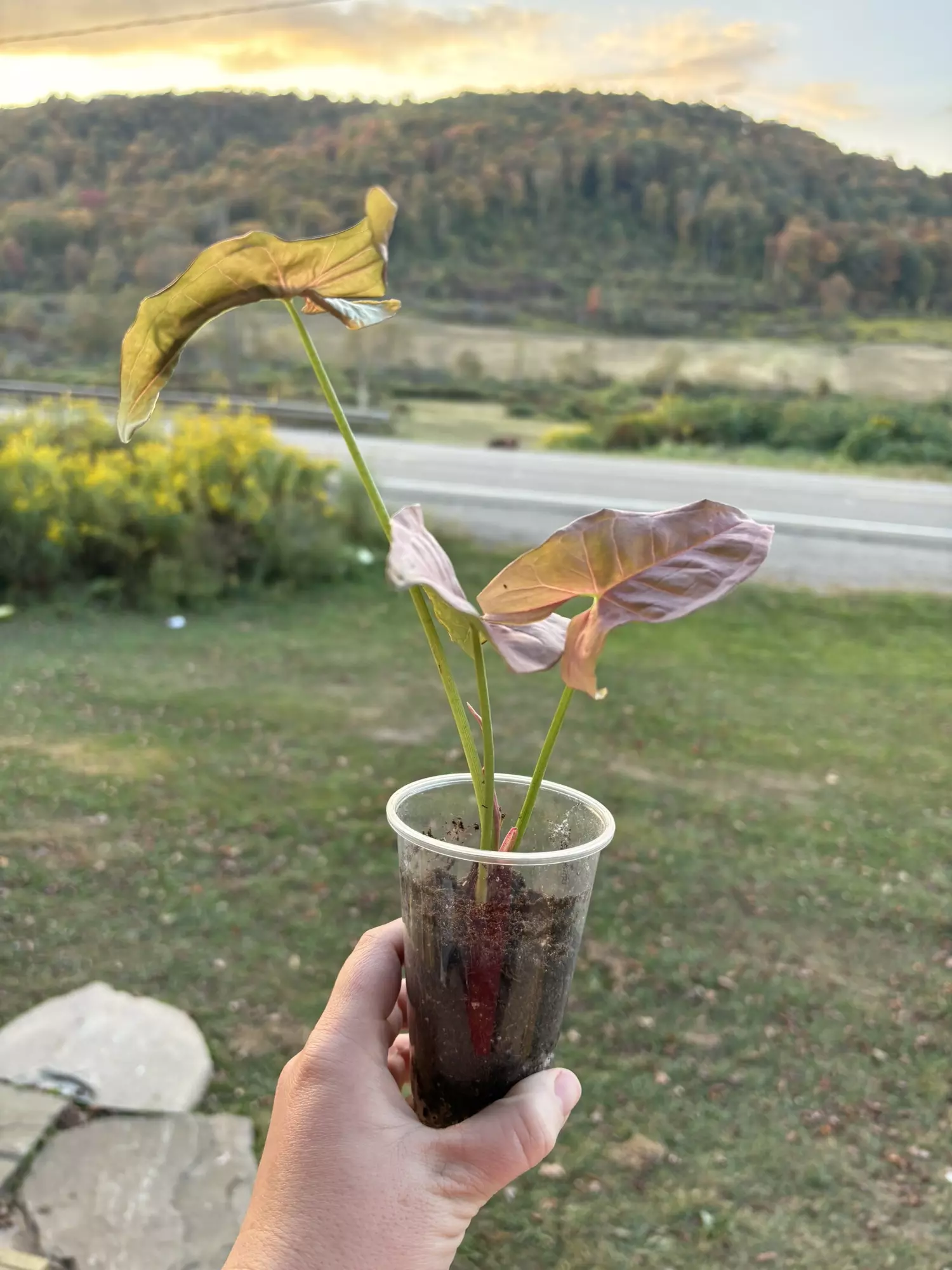 plant/Syngonium Neon-0