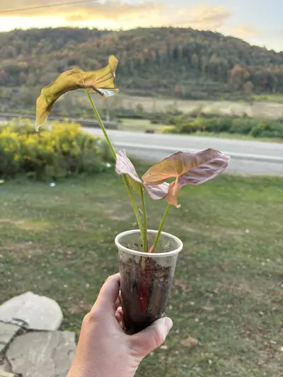 plant/Syngonium Neon-0-thumbnail