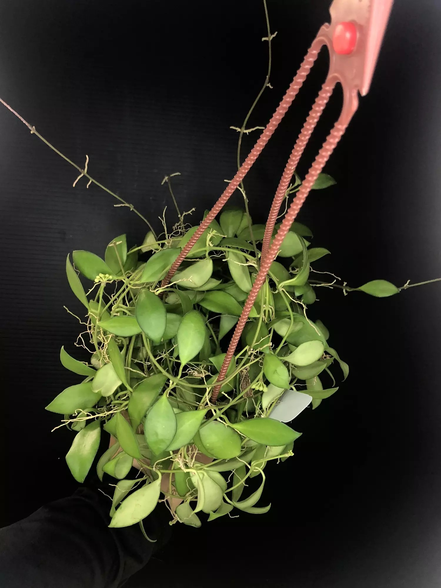 plant/387 Hoya cv Noona (Yellow Flowers-Flowering)-1