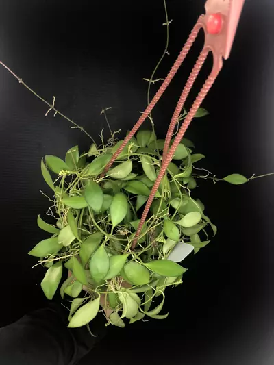 plant/387 Hoya cv Noona (Yellow Flowers-Flowering)-1-thumbnail