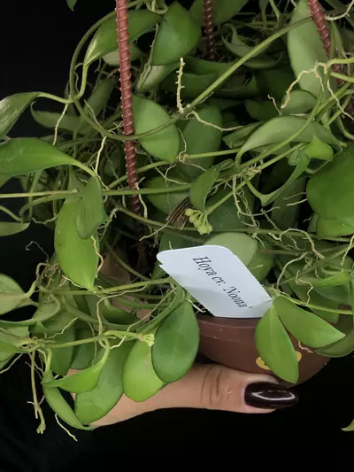 plant/387 Hoya cv Noona (Yellow Flowers-Flowering)-3-thumbnail